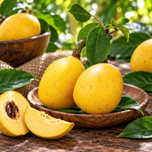 Marula - 1oz (organic/wildcrafted) All Naturell Healing