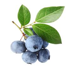 Bilberry - 1oz - All Naturell Healing