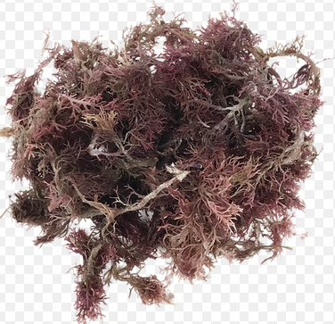 Purple Sea Moss (Wildcrafted) - All Naturell Healing