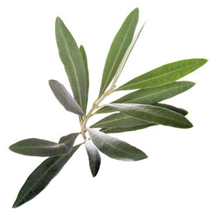 Olive Leaf - 1 oz - All Naturell Healing