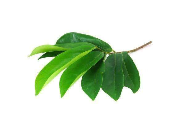 Soursop (Graviola) Leaves - 1 oz - All Naturell Healing